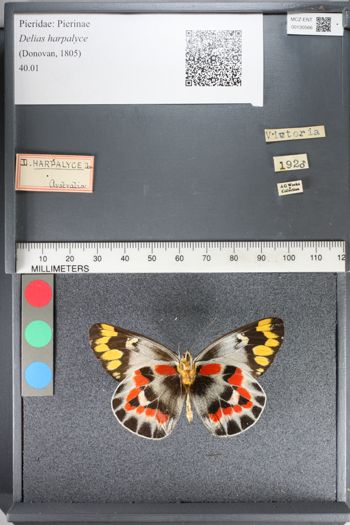 Media type: image;   Entomology 130566